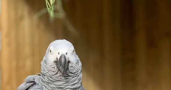 Pięć papug w brytyjskim ZOO zostało usuniętych z publicznego pokazu po tym, jak zaczęły przeklinać. Dyrektor ZOO, cytowany przez BBC, przyznaje, że przeklinające ptaki to częsty problem. Jednak – jak relacjonuje – ta sytuacja wymknęła się spod kontroli.