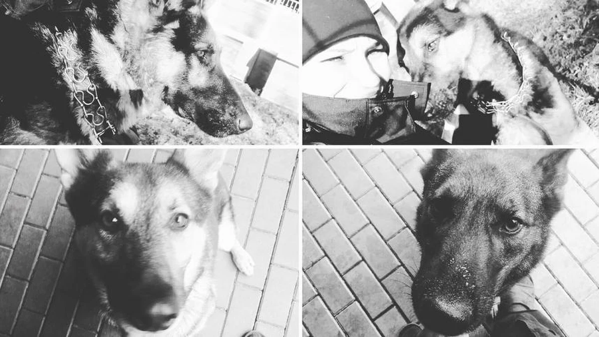 Nikt nie odpowie za awarię magistrali ciepłowniczej na warszawskiej Pradze, w której zginęło 6 specjalistycznych policyjnych psów. Jak dowiedział się reporter RMF FM Krzysztof Zasada, prokuratura umorzyła śledztwo w tej sprawie.  