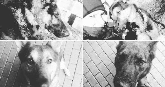 Nikt nie odpowie za awarię magistrali ciepłowniczej na warszawskiej Pradze, w której zginęło 6 specjalistycznych policyjnych psów. Jak dowiedział się reporter RMF FM Krzysztof Zasada, prokuratura umorzyła śledztwo w tej sprawie.  