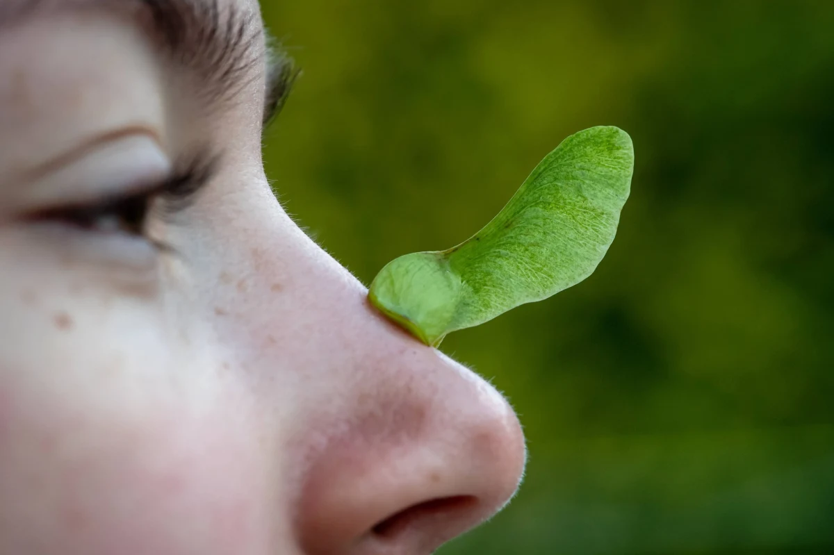 Utrata węchu powinna być na całym świecie identyfikowana jako istotny objaw Covid-19 - postulują na łamach czasopisma "PLOS Medicine" naukowcy z University College London. Ich badania pokazały, że u czterech z pięciu osób skarżących się na utratę węchu lub smaku, testy wykazują obecność przeciwciał SARS-CoV-2, a równocześnie aż 40 procent z nich nie kaszle i nie ma podwyższonej temperatury.