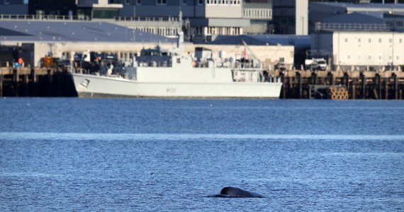 W Szkocji rozpoczyna się ewakuacja wielorybów z jednego z tamtejszych fiordów. To osiągające 8 metrów długości walenie butelkonose. Już w sobotę wokół zatoki Gare Loch rozpoczną się manewry NATO, które mogły tym ssakom zaszkodzić.