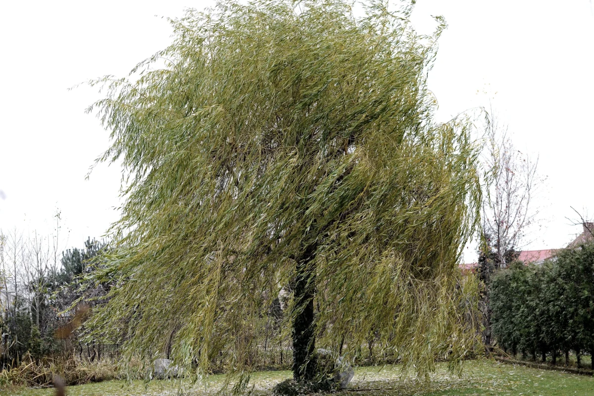 Instytut Meteorologii i Gospodarki Wodnej wydał ostrzeżenia pierwszego stopnia przed silnym wiatrem dla południowych powiatów województw: podkarpackiego, małopolskiego, śląskiego, opolskiego oraz dolnośląskiego.