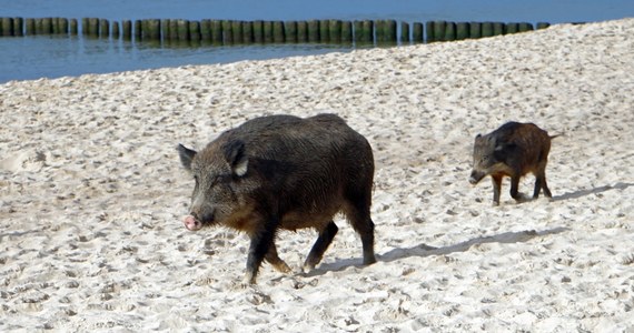 W niedzielę obchodziliśmy Światowy Dzień Zwierząt. W nietypowy sposób postanowiły go obchodzić dziki. Wyszły na spacer plażą w Międzyzdrojach. 