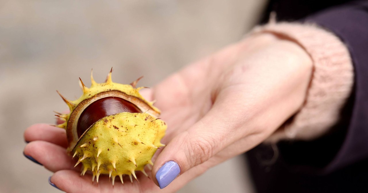 Na zbieraniu kasztanów też można zarobić. Tyle dostaniesz za nie w skupie
