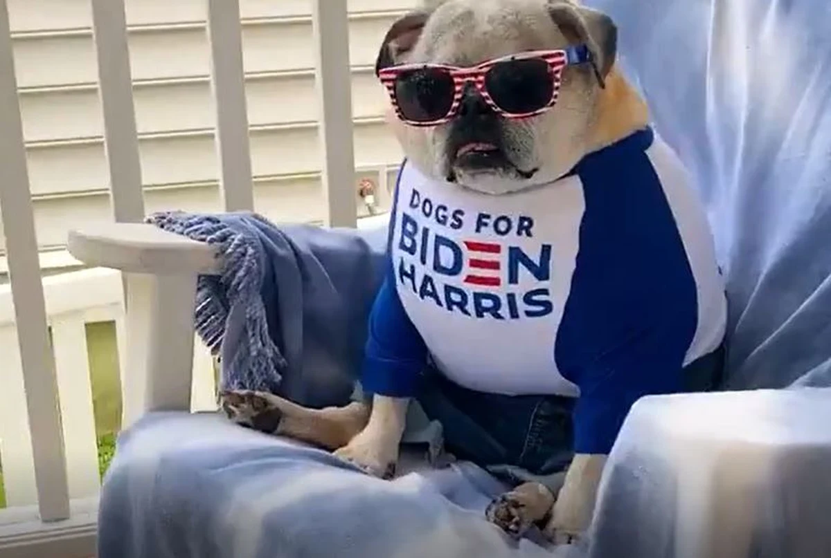 Psi spot w amerykańskiej kampanii. Joe Biden wypomina Donaldowi Trumpowi, że jako pierwszy prezydent od 1849 roku nie posiada zwierzęcia. ​W przeszłości przywódcy USA mieli psy, koty, konie, niedźwiedzie a nawet aligatory. Joe Biden ruszył z kampanią. Chce, by do Białego Domu wrócił pies.