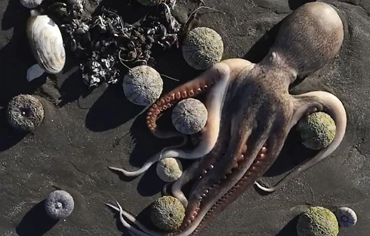 Plaże na Kamczatce w północno-wschodniej Rosji od pewnego czasu pokryte są martwymi zwierzętami morskimi – pisze brytyjski "The Guardian". Eksperci obawiają się, że do morza dostało się paliwo rakietowe z pobliskich baz wojskowych. Greenpeace ostrzega przed ekologiczną katastrofą. 