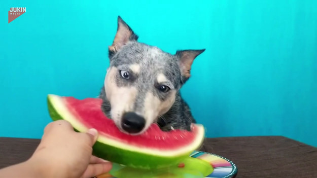 Kto z nas nie marzy o soczystym arbuzie w gorący dzień? Okazuje się, że smakuje on również naszym czteronożnym przyjaciołom. Spójrzcie, jak ten pies ochoczo wcina owoc z ręki właściciela. 