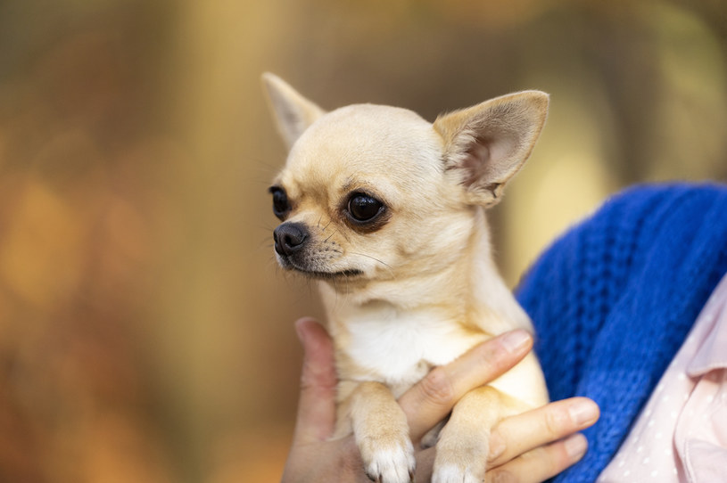 Chihuahua Rośliny i zwierzęta - najważniejsze informacje