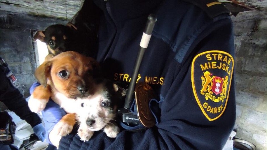 /Straż Miejska Gdańsk /