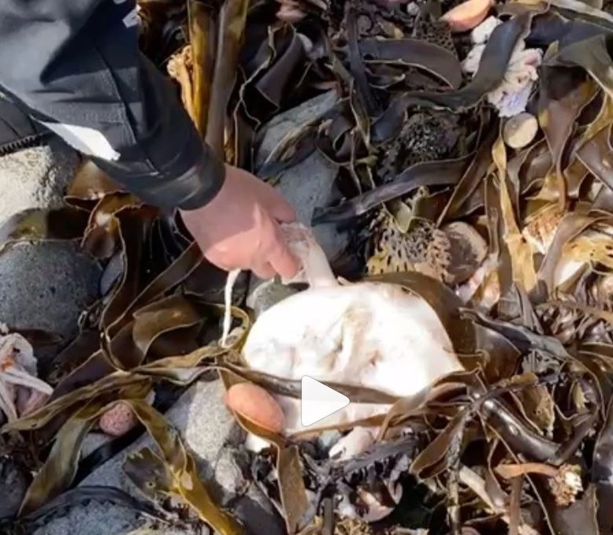 Naukowcy i ekolodzy badają, co wywołało skażenie u wybrzeży Kamczatki i masową śmierć zwierząt morskich. Mowa jest o odpadach chemicznych, paliwie rakietowym ale też o działaniu samej przyrody. Nie do końca jednak wiadomo, na czym miałoby ono polegać.