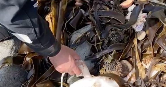 Naukowcy i ekolodzy badają, co wywołało skażenie u wybrzeży Kamczatki i masową śmierć zwierząt morskich. Mowa jest o odpadach chemicznych, paliwie rakietowym ale też o działaniu samej przyrody. Nie do końca jednak wiadomo, na czym miałoby ono polegać.