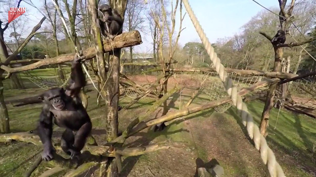 Pracownicy niderlandzkiego Royal Burgers' Zoo chcieli podpatrzeć życie szympansów. Żeby to zrobić użyli drona. Nie spodziewali się jednak, że jeden z szympansów wykaże się wyjątkową precyzją i przy pomocy długiej gałęzi... strąci drona na ziemię. Najwidoczniej nie spodobało mu się, że maszyna bez zgody naruszyła jego przestrzeń powietrzną. 