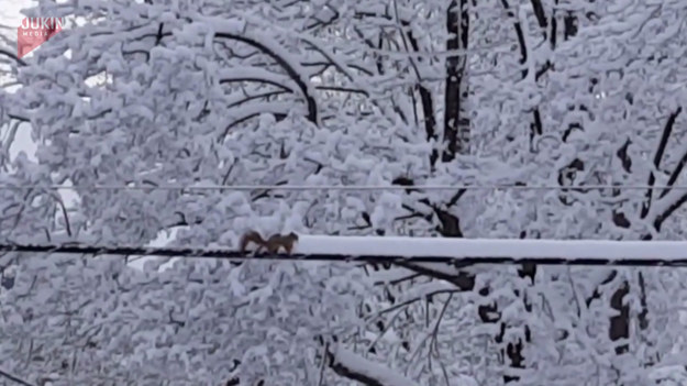 Ta wiewiórka nie ma łatwego zadania. Chcąc przejść zawieszoną w powietrzu kładką, musi pozbyć się zalegającego na niej śniegu. Przyznajmy, że jest wytrwała!