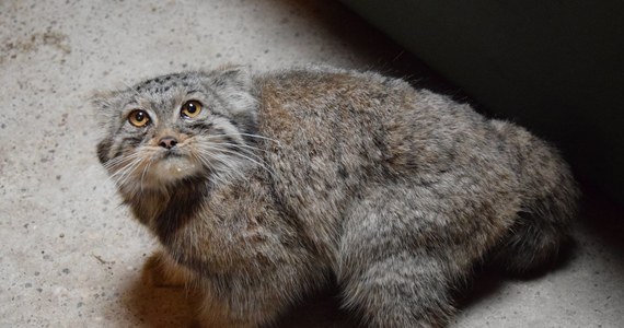 Poznańskie zoo poinformowało o odnalezieniu poszukiwanego od soboty manula. Dzikiego kota, który otrzymał imię Magellan, złapano po sygnale od osoby, która zauważyła go w pobliżu ogrodu. "Manul jest już bezpieczny, po podaniu środków na odrobaczenie i wzmocnienie odporności, nadal mocno na nas obrażony, nakarmiony, odsypia teraz przygodę życia" - poinformowano na facebookowym profilu ogrodu. 