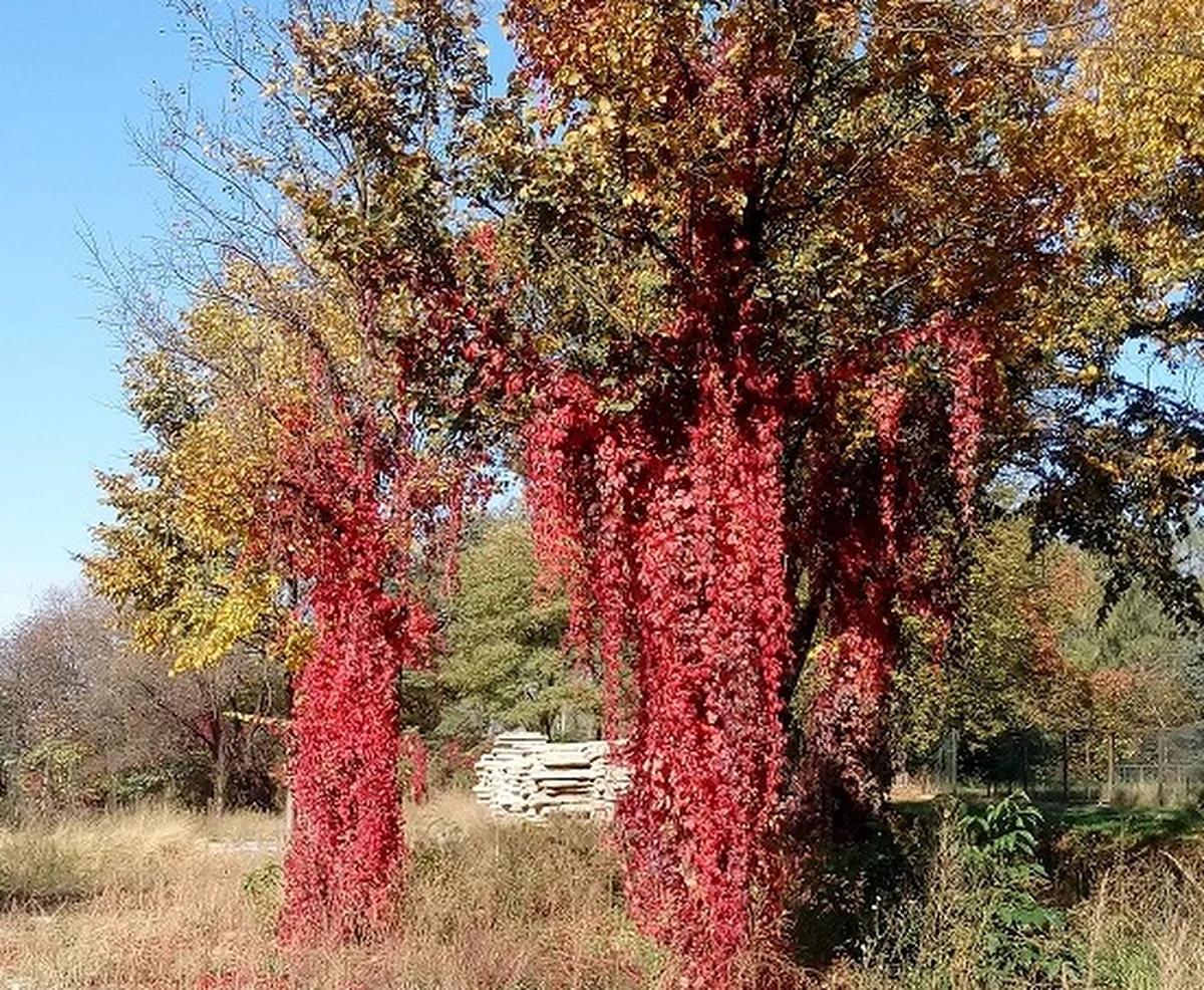 Kiedy świat wokół osacza jak wróg, gdy czas wpółczesny staje się więzieniem, człowiek często poszukuje osobistej niszy. Naturalnym odruchem, tym pierwszym impulsem, jest ucieczka w przeszłość, ostoję spokoju, bezpieczną oazę. Raz jeszcze przeżywamy dzieciństwo i młodość, wędrujemy w wyobraźni po prywatnej Arkadii, krainie dobra, nawet gdy faktycznie wcale nie była idyllą. 