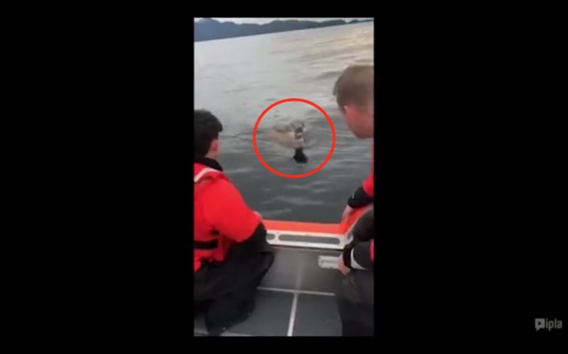 Funkcjonariusze straży przybrzeżnej na Alasce uratowali życie małego jelenia. Zwierzę pływało w cieśninie Clarence, daleko od brzegu.