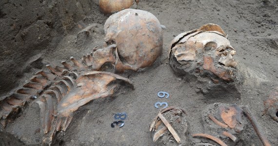 W maju informowaliśmy o odkryciu w Krakowie największego cmentarza z końca XV wieku. Pełnił on funkcje pierwszej komunalnej nekropolii w mieście. Dzisiaj podsumowujemy odkrycia archeologiczne w centrum miasta: ul. Łobzowskiej, Garbarskiej i placu Biskupim. Okazuje się, że podczas budowy sieci ciepłowniczej MPEC, natrafiono tam na aż dwa cmentarze z 63 pełnymi pochówkami. Oprócz nich odkryto 3 ossuaria, czyli groby masowe. Łącznie ze wszystkich 3 ossuariów mamy blisko 300 worków kości – przyznaje archeolog Beata Golińska.