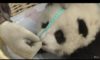 Panda dla bioróżnorodności