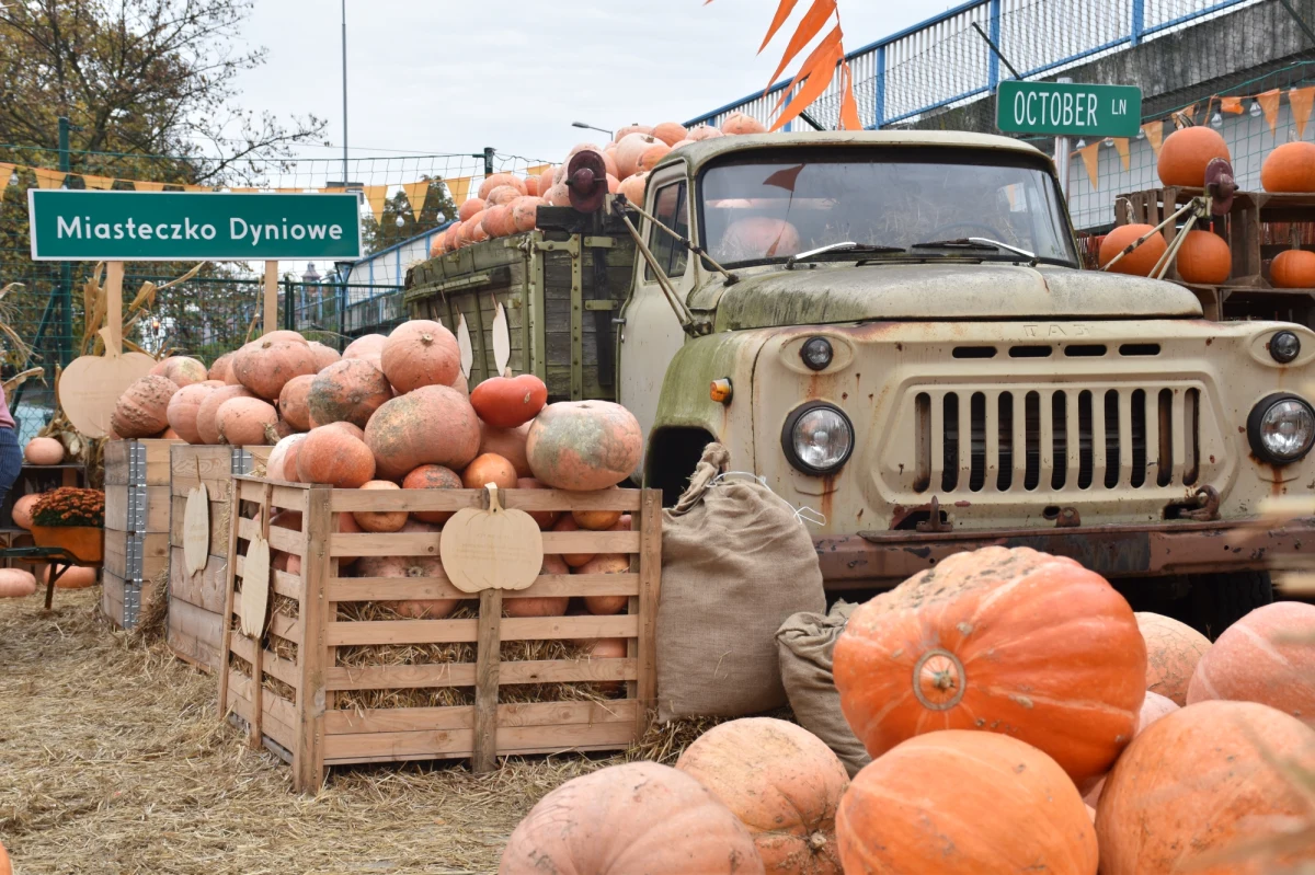 Pięć ton owoców kilkunastu odmian dyni udało się zgromadzić uczniom Szkoły Podstawowej im. Kawalerów Orderu Uśmiechu w Śremie. Oprócz wyjątkowej scenerii do np. jesiennych zdjęć – miejsce ma też edukować m.in. o walorach kulinarnych rośliny. Nauczyciele, którzy opiekują się Miasteczkiem wydali nawet książkę kulinarną z przepisami na wykorzystanie dyni – zarówno na słodko jak i wytrawnie. Dostęp do dyniowego fragmentu boiska mają nie tylko uczniowie szkoły, ale też mieszkańcy, którzy szczególnie w weekendy licznie zaglądają na ul. Prymasa Stefana Wyszyńskiego 11. 