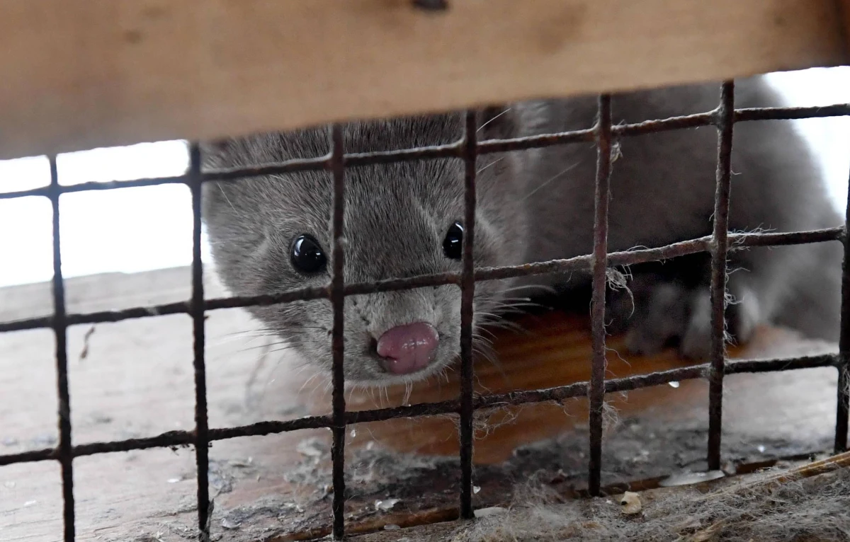 Sejmowa komisja rolnictwa, która miała się zająć tzw. "piątką dla zwierząt" została odwołana. Posłowie PiS mówią, że Sejm nie zajmie się nowelą na bieżącym posiedzeniu. Inni politycy mówią, że projekt trafił do "sejmowej zamrażarki". 