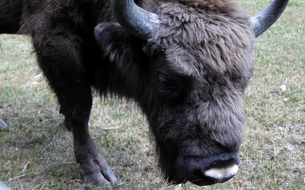 Trzy żubry żyjące w rezerwacie przyrody "Żubrowisko" w Jankowicach koło Pszczyny, opuściły jego teren. Lasy Państwowe przestrzegają przed zbliżaniem się do tych zwierząt i proszą o kontakt osoby, które je napotkają. 