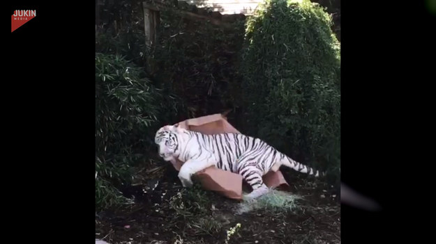Opiekunka tygrysa bengalskiego nagrała ciekawą scenę. Jej podopieczny bawił się kartonowym pudełkiem, tarzając się w nim i próbując podgryzać. Wyglądał przy tym zupełnie jak domowy kocur.
