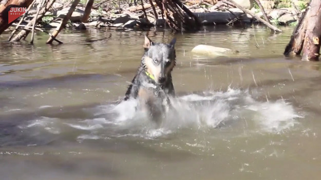 Co prawda nie wszystkie psy uwielbiają wodę, ale niektórych wprost nie można z niej wyciągnąć! Czy bohater powyższego filmu należy do tej drugiej grupy? Zobaczcie jak ochoczo bawił się, pluskając wodą dookoła. 
