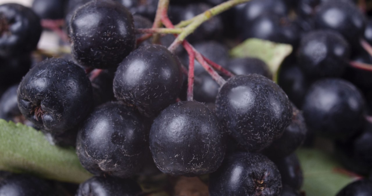 Черноплодная рябина описание растения. Арония черноплодная лечебные свойства описание. Вред аронии. Вред аронии. Облепиха, черноплодная рябина, тутовник.