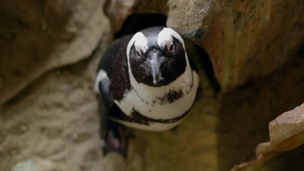 Pingwiny z oceanarium w Kapsztadzie cierpią na depresję wywołaną przymusową izolacją, spowodowaną zamknięciem ogrodów zoologicznych. - Początkowo ptaki nie wiedziały, co się dzieje - mówi opiekunka pingwinów w Two Oceans Aquarium, Shanet Rutgers.