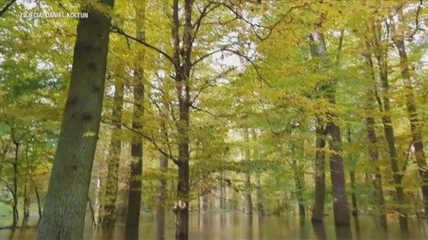 To nie Missisipi ani bagna Luizjany – to dębowy las niedaleko Nowej Soli. Ten fascynujący krajobraz odkrył pasjonat turystyki, Daniel Kołtun. 