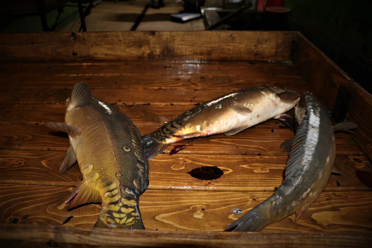 "Pragnę wszystkich uspokoić, że odłowy na terenach gospodarstw w Polsce idą pełną parą. Także karpia i pstrąga nie powinno w okresie świątecznym zabraknąć" - zadeklarował Bartłomiej Szczoczarz. Właściciel gospodarstwa rybackiego Dolina Będkowska przyznał, że ze względu na epidemię koronawirusa w Polsce wiele osób zgłasza się do niego z zapytaniem o dostępność ryb na zbliżające się święta Bożego Narodzenia. 