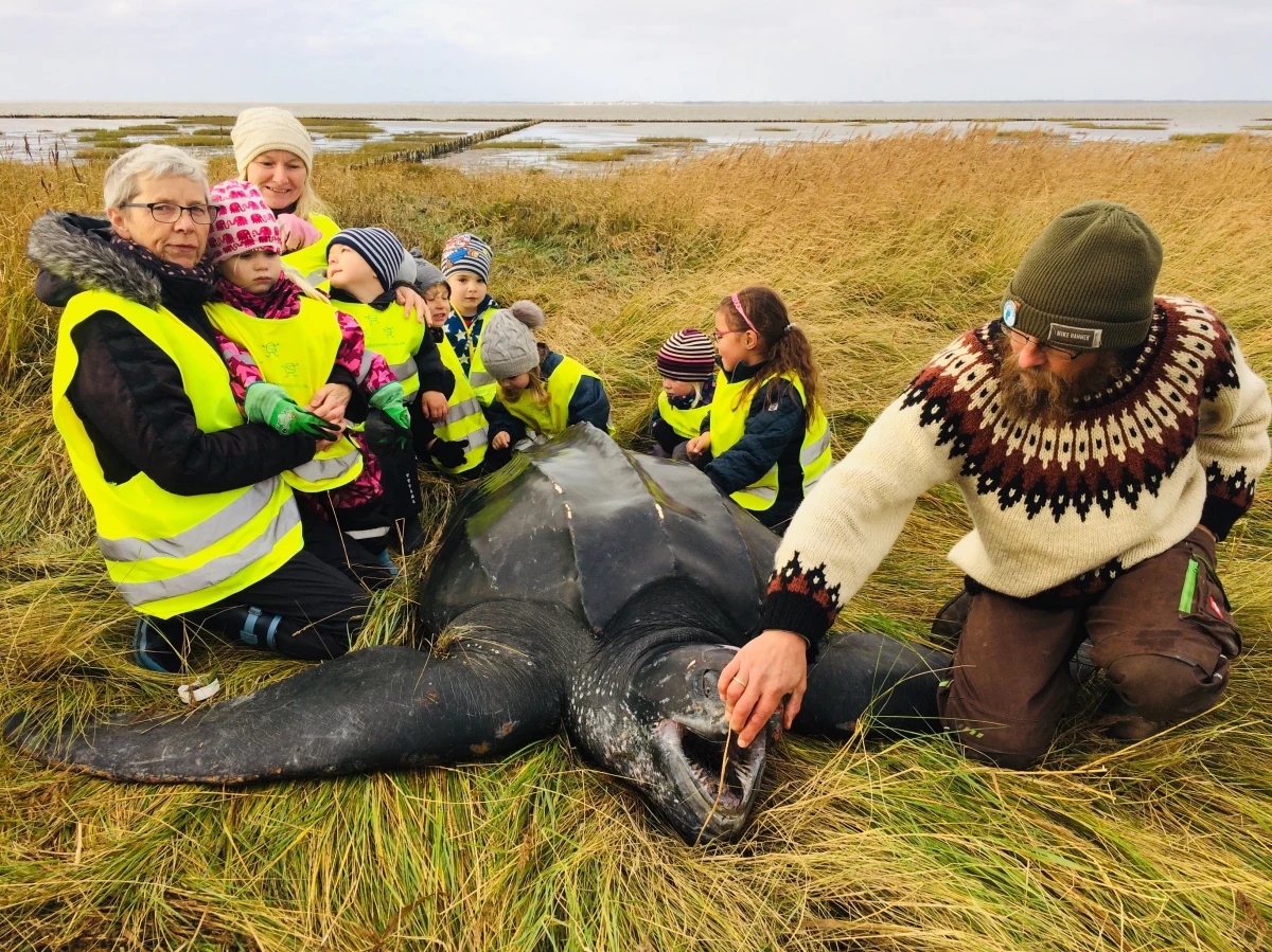 Grupa przedszkolaków podczas spaceru na plaży w Jutlandii napotkała gigantycznego żółwia. Przybyli na miejsce biolodzy stwierdzili, że to żółw skórzasty – największy na świecie żółw, żyjący w wodach Pacyfiku u wybrzeży Meksyku. 