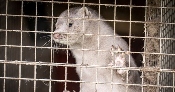 Po pojawienie się koronawirusa na fermie norek w duńskim mieście Brovst, uśmiercono tam 10 tysięcy zwierząt. Zostały wybite dwa dni temu. Kilka tysięcy mieszkańców skarży się na fetor, ponieważ do dziś nikt nie usunął martwych zwierząt. "Nie ma czym oddychać" – mówią.  