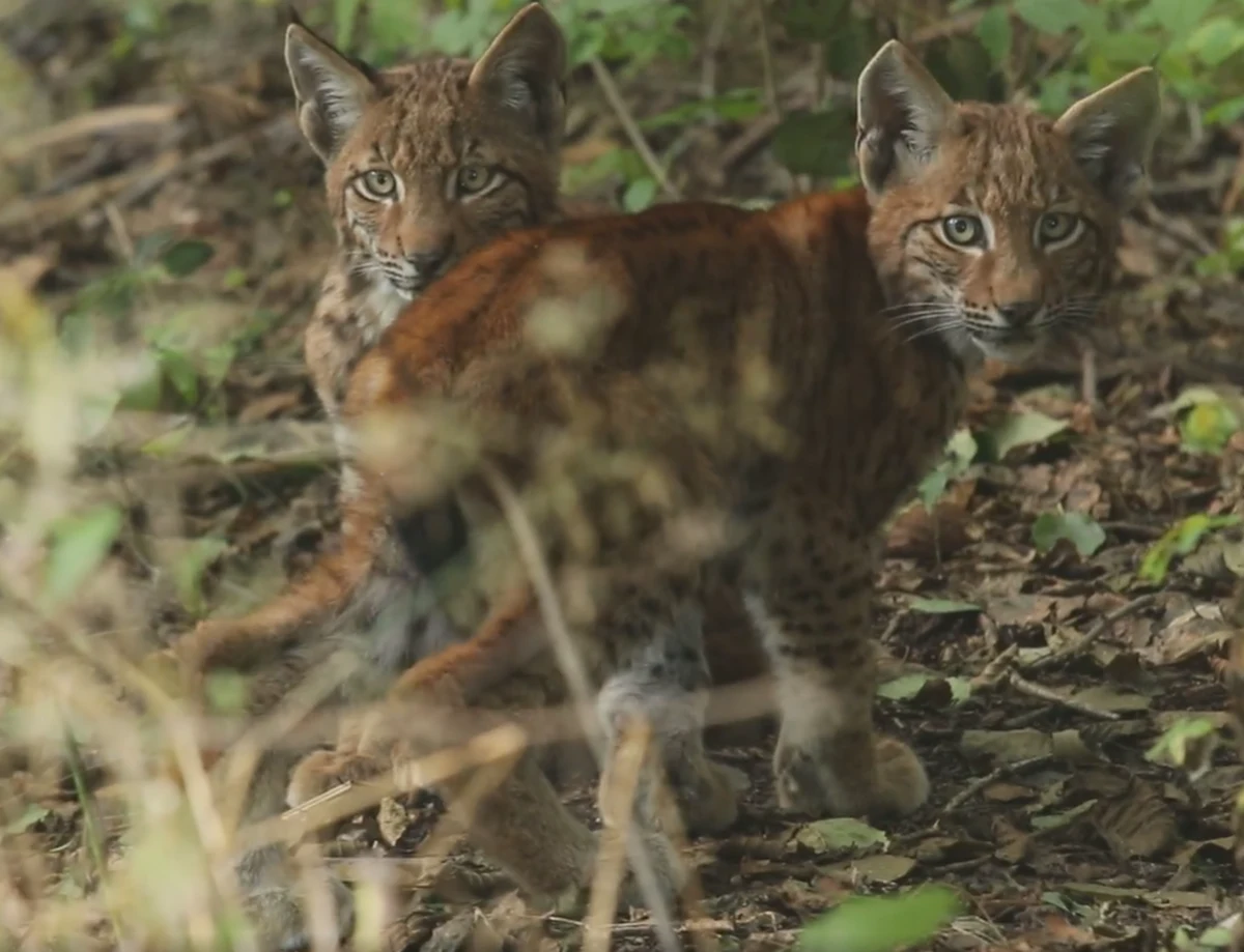 Chodzi o urodzone w maju potomstwo Jurka i Nelly – rysi żyjących w okolicach Łomnicy, w wielkopolskiej gminie Trzcianka. Niestety, pod koniec października w lesie niedaleko Wapniarni matka kociąt została znaleziona martwa. W naturze to właśnie na barkach rysiej matki spoczywa przygotowanie potomstwa do samodzielnego życia. Ta adaptacja zajmuje około roku. Tymczasem kocięta straciły matkę po upływie połowy tego okresu. Przyrodnicy chcą je odnaleźć, by pomóc im przetrwać zimę i w specjalnej zagrodzie – przygotować do dorosłego, rysiego życia. 