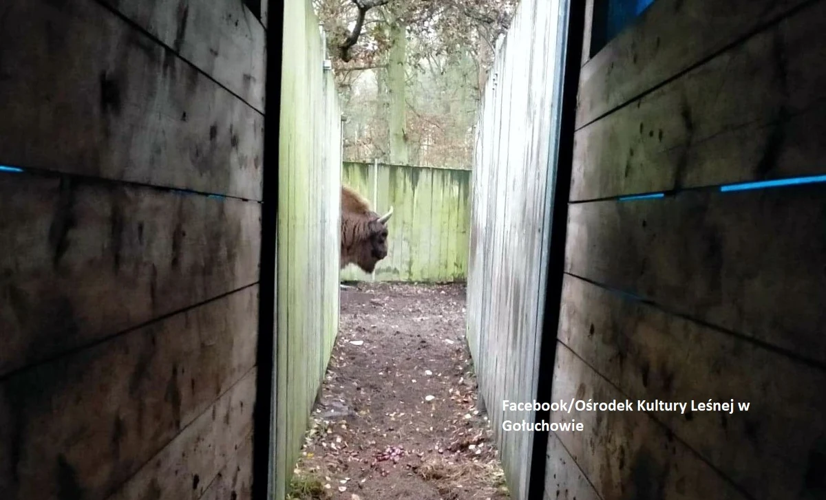 4-letni byczek Podlas opuścił Pokazową Zagrodę Zwierząt w Ośrodku Kultury Leśnej w Gołuchowie k. Kalisza. Wraz z ośmioma żubrami z Jankowic i Pszczyny wyjechał do Hiszpanii, gdzie w ośrodku hodowlanym w Andaluzji ma zakładać własne stado – poinformowano na stronie gołuchowskiej zagrody.