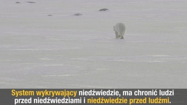 Władze kanadyjskiej prowincji Manitoba pracują nad specjalnym radarem wykrywającym niedźwiedzie polarne. Jak to działa?