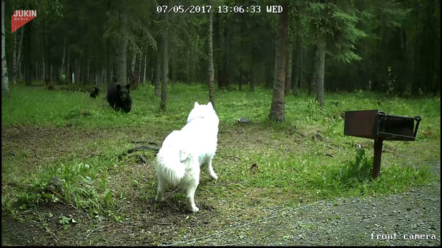 Gdy wchodzisz w drogę niedźwiedzicy z młodymi nie licz na ulgowe traktowanie. Nie wiedział o tym ten husky, którego zachowanie skłoniło niedźwiedzia do ataku. Na szczęście obok był właściciel psa, który pomógł mu wydostać się z tarapatów i przegonić dużego misia. Zwróćcie uwagę, co robią niedźwiadki, gdy ich mama wdała się w "potyczkę".