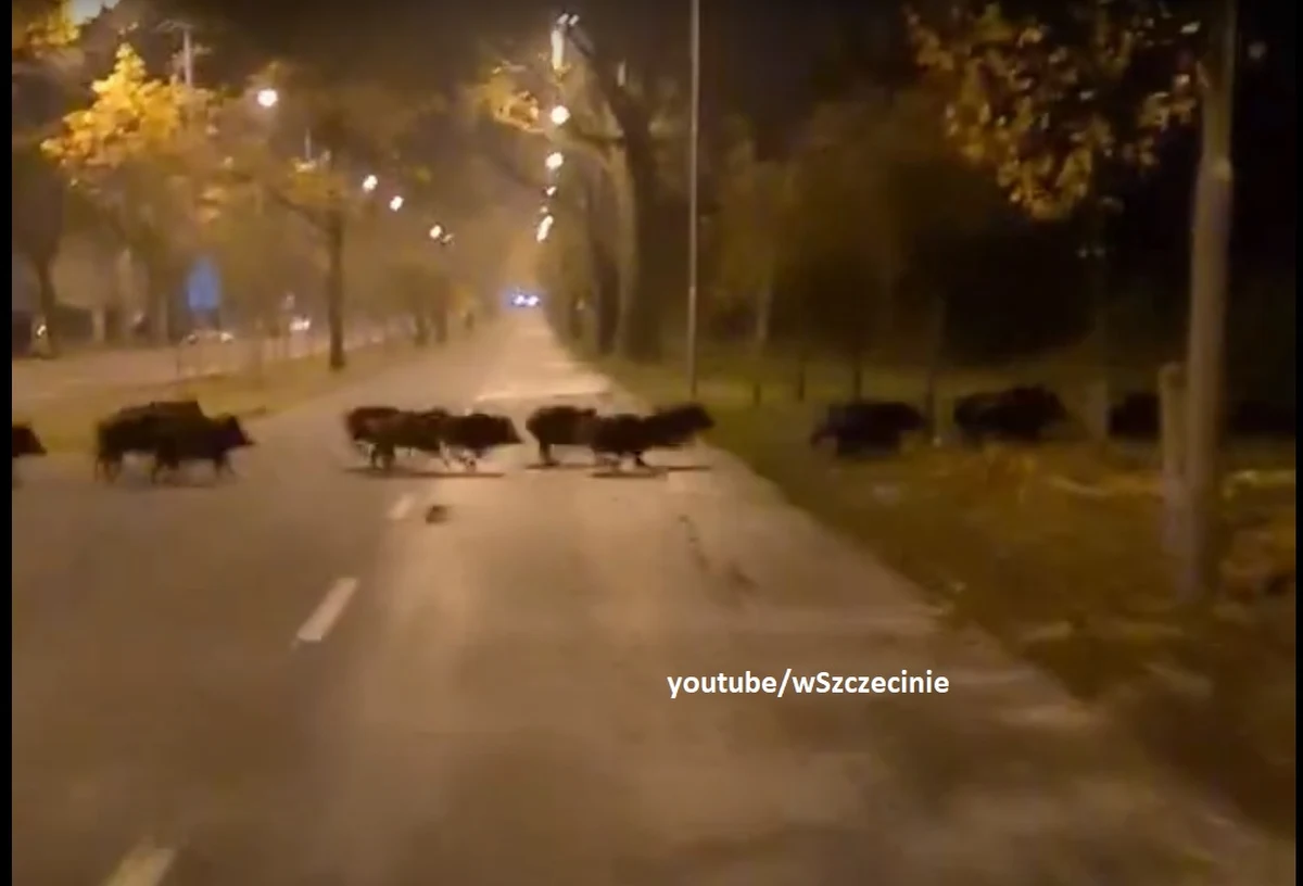 Stado dzików przecięło drogę rowerzyście na al. Wojska Polskiego w Szczecinie. Mężczyzna nagrał całe zdarzenie. Filmik został opublikowany przez portal wszczecinie.pl