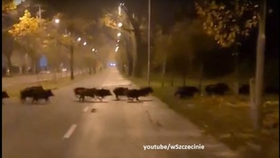 Szczecin: Dziki zaskoczyły rowerzystę [WIDEO]