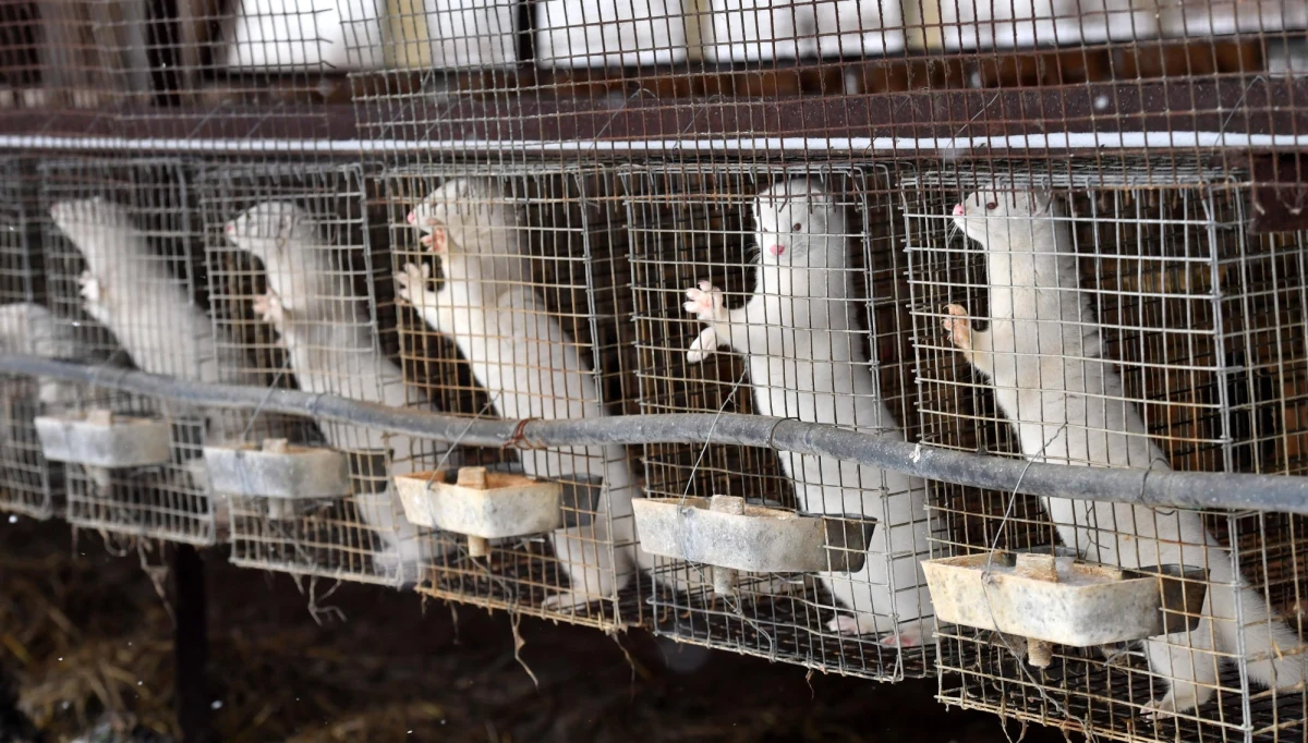 Absolutnie nie zgadzam się z tą ustawą, zrobię wszystko, by nie dopuścić wejścia jej przepisów w życie; te przepisy zostały źle przygotowane, w złym czasie - oświadczył w piątek podczas zjazdu klubów "Gazety Polskiej" prezydent Andrzej Duda.