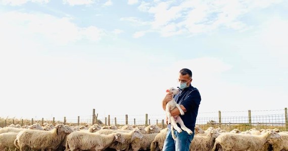 Pasterz z Sycylii zaraził się koronawirusem; jego stadem owiec, jagniąt i kóz zajął się burmistrz - to zdarzenie z czasów pandemii opisały włoskie media. „Dziś bardziej czuję się burmistrzem” - mówi szef lokalnej administracji, który urzęduje teraz na pastwisku.