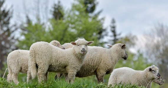 Pasterz zachorował na koronawirusa.  Stado owiec było pod opieką burmistrza