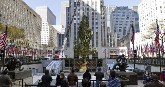 ​23-metrowa świąteczna choinka dotarła już w sobotę do nowojorskiego Rockefeller Center. Zapłonie dziesiątkami tysięcy kolorowych świateł 2 grudnia podczas tradycyjnej ceremonii, ale tym razem z powodu pandemii Covid-19 bez udziału publiczności.