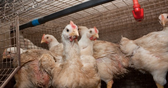 Trzeba zabić trzy tysiące kurczaków – ptasia grypa na farmie pod Rostockiem