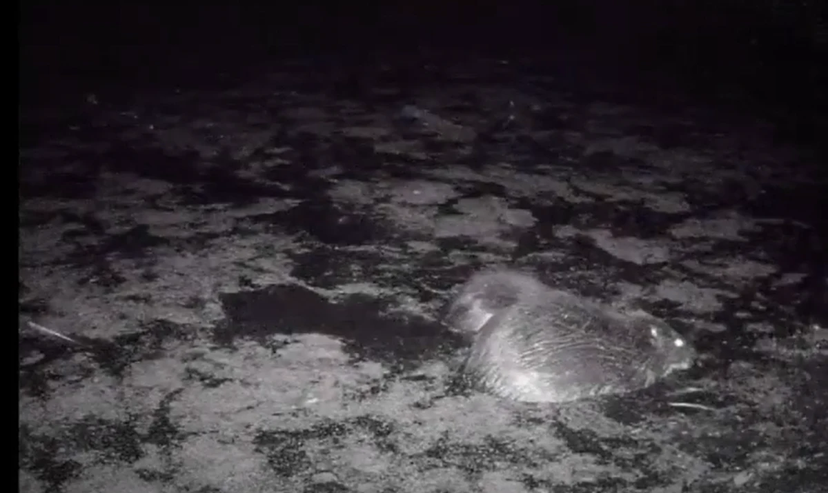 Leśniczym z Nadleśnictwa Młynary w Warmińsko-Mazurskiem udało się nagrać na fotopułapkę bobry, które uszczelniają swoją tamę. Oglądając ten film warto podkreślić, że jeszcze kilkadziesiąt lat temu w Polsce te zwierzęta były zagrożone wyginięciem.