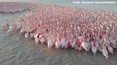 Kazachskie jezioro Karakol zaróżowiło się od flamingów