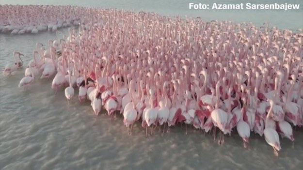 Migrujące na południe ptaki urządziły sobie postój na płyciznach jeziora Karakol w Kazachstanie. Niesamowity widok!