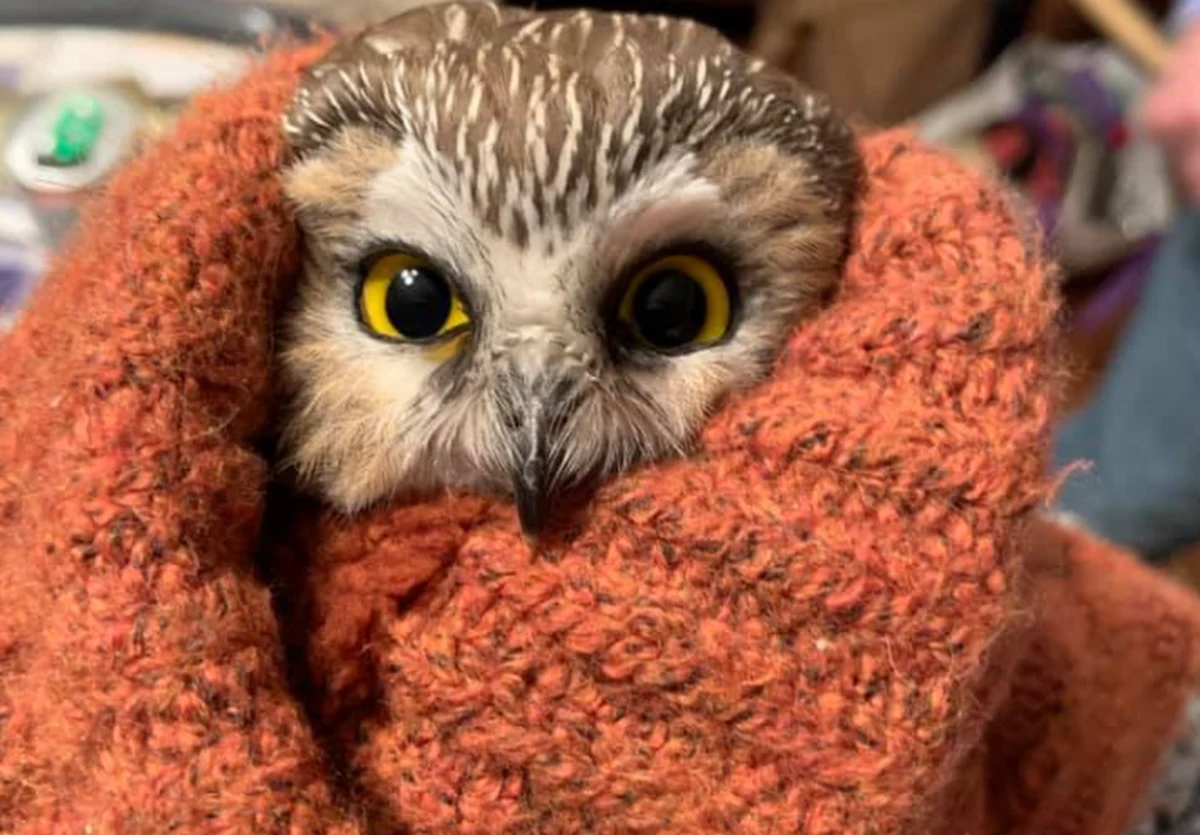 Choć do Bożego Narodzenia jeszcze daleko, media na cały świecie już mówią o świątecznym cudzie. Wśród gałęzi choinki ustawianej przed Rockefeller Center w Nowym Jorku znaleziono maleńką sowę.