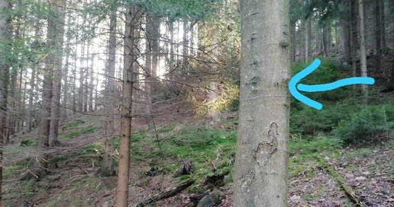 W lasach w okolicach Lubawki na Dolnym Śląsku ktoś rozwiesza stalowe linki między drzewami. To skrajna nieodpowiedzialność, która może doprowadzić do tragedii - tak mówią leśnicy i proszą o ostrożność. Linek praktycznie nie widać. 