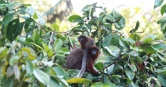 Małpki z gatunku titi miedziany (Plecturocebus cupreus) traktują monogamię serio. Badania przeprowadzone przez naukowców z German Primate Center w Getyndze pokazały, że te zwierzęta uważnie dobierają się w pary, a ich potomstwo jest zawsze potomstwem tego samca, który tworzy z matką parę. Jak piszą na łamach czasopisma "Scientific Reports" autorzy pracy, zwierzęta potrafią zadbać o to, by łączyć się w pary niespokrewnione, dla których ryzyko "skoków w bok" nie ma genetycznego uzasadnienia. 